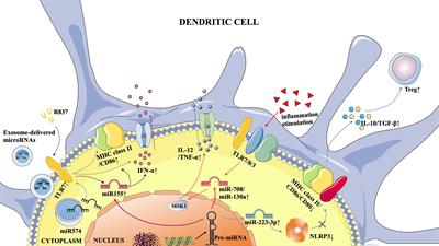 Immunomodulatory Role and Therapeutic Potential of Non-Coding RNAs Mediated by Dendritic Cells in Autoimmune and Immune Tolerance-Related Diseases